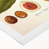 Botanical Art Prints: Myristica Fragrans Vintage Illustration