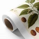 Botanical Art Prints: Myristica Fragrans Vintage Illustration