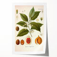 Botanical Art Prints: Myristica Fragrans Vintage Illustration