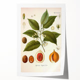 Botanical Art Prints: Myristica Fragrans Vintage Illustration