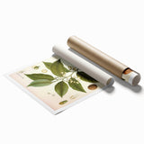 Botanical Art Prints: Myristica Fragrans Vintage Illustration