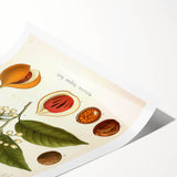 Botanical Art Prints: Myristica Fragrans Vintage Illustration