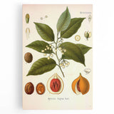 Botanical Art Prints: Myristica Fragrans Vintage Illustration