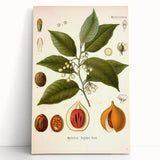 Botanical Art Prints: Myristica Fragrans Vintage Illustration