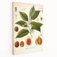 Botanical Art Prints: Myristica Fragrans Vintage Illustration