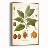 Botanical Art Prints: Myristica Fragrans Vintage Illustration