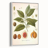 Botanical Art Prints: Myristica Fragrans Vintage Illustration