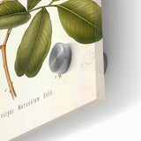 Botanical Art Prints: Pterocarpus Marsupium Vintage Illustration