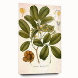 Botanical Art Prints: Pterocarpus Marsupium Vintage Illustration