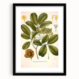 Botanical Art Prints: Pterocarpus Marsupium Vintage Illustration