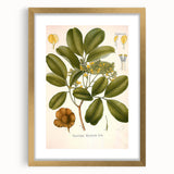 Botanical Art Prints: Pterocarpus Marsupium Vintage Illustration