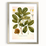Botanical Art Prints: Pterocarpus Marsupium Vintage Illustration