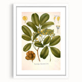 Botanical Art Prints: Pterocarpus Marsupium Vintage Illustration