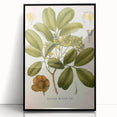 Botanical Art Prints: Pterocarpus Marsupium Vintage Illustration