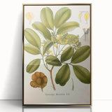 Botanical Art Prints: Pterocarpus Marsupium Vintage Illustration