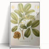 Botanical Art Prints: Pterocarpus Marsupium Vintage Illustration