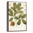 Botanical Art Prints: Pterocarpus Marsupium Vintage Illustration