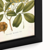 Botanical Art Prints: Pterocarpus Marsupium Vintage Illustration