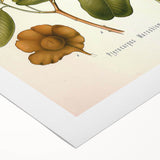 Botanical Art Prints: Pterocarpus Marsupium Vintage Illustration