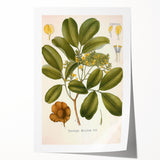Botanical Art Prints: Pterocarpus Marsupium Vintage Illustration