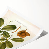 Botanical Art Prints: Pterocarpus Marsupium Vintage Illustration