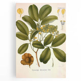 Botanical Art Prints: Pterocarpus Marsupium Vintage Illustration