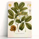 Botanical Art Prints: Pterocarpus Marsupium Vintage Illustration