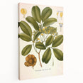 Botanical Art Prints: Pterocarpus Marsupium Vintage Illustration