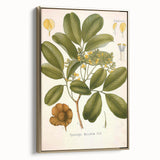 Botanical Art Prints: Pterocarpus Marsupium Vintage Illustration