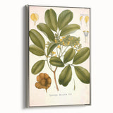Botanical Art Prints: Pterocarpus Marsupium Vintage Illustration