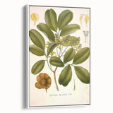 Botanical Art Prints: Pterocarpus Marsupium Vintage Illustration