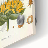 Botanical Art Prints: Gentiana Lutea Vintage Illustration