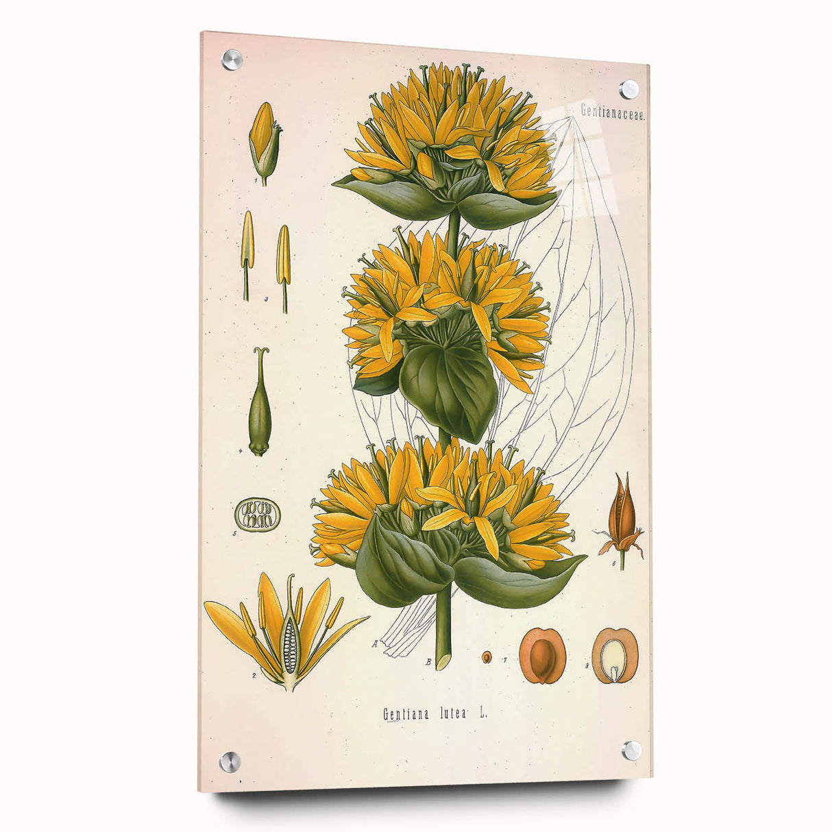 Botanical Art Prints: Gentiana Lutea Vintage Illustration