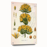 Botanical Art Prints: Gentiana Lutea Vintage Illustration