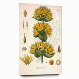 Botanical Art Prints: Gentiana Lutea Vintage Illustration