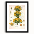 Botanical Art Prints: Gentiana Lutea Vintage Illustration