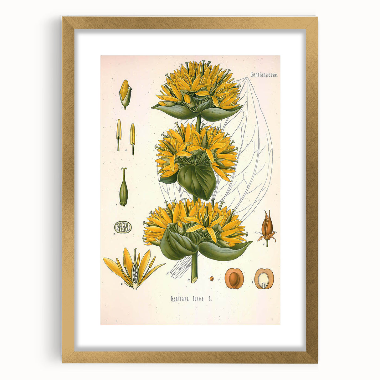 Botanical Art Prints: Gentiana Lutea Vintage Illustration