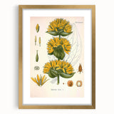 Botanical Art Prints: Gentiana Lutea Vintage Illustration