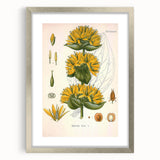 Botanical Art Prints: Gentiana Lutea Vintage Illustration