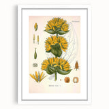 Botanical Art Prints: Gentiana Lutea Vintage Illustration