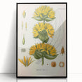 Botanical Art Prints: Gentiana Lutea Vintage Illustration