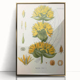 Botanical Art Prints: Gentiana Lutea Vintage Illustration