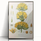 Botanical Art Prints: Gentiana Lutea Vintage Illustration