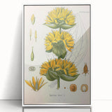 Botanical Art Prints: Gentiana Lutea Vintage Illustration