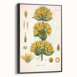Botanical Art Prints: Gentiana Lutea Vintage Illustration
