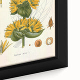 Botanical Art Prints: Gentiana Lutea Vintage Illustration