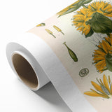 Botanical Art Prints: Gentiana Lutea Vintage Illustration