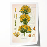 Botanical Art Prints: Gentiana Lutea Vintage Illustration