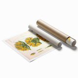 Botanical Art Prints: Gentiana Lutea Vintage Illustration