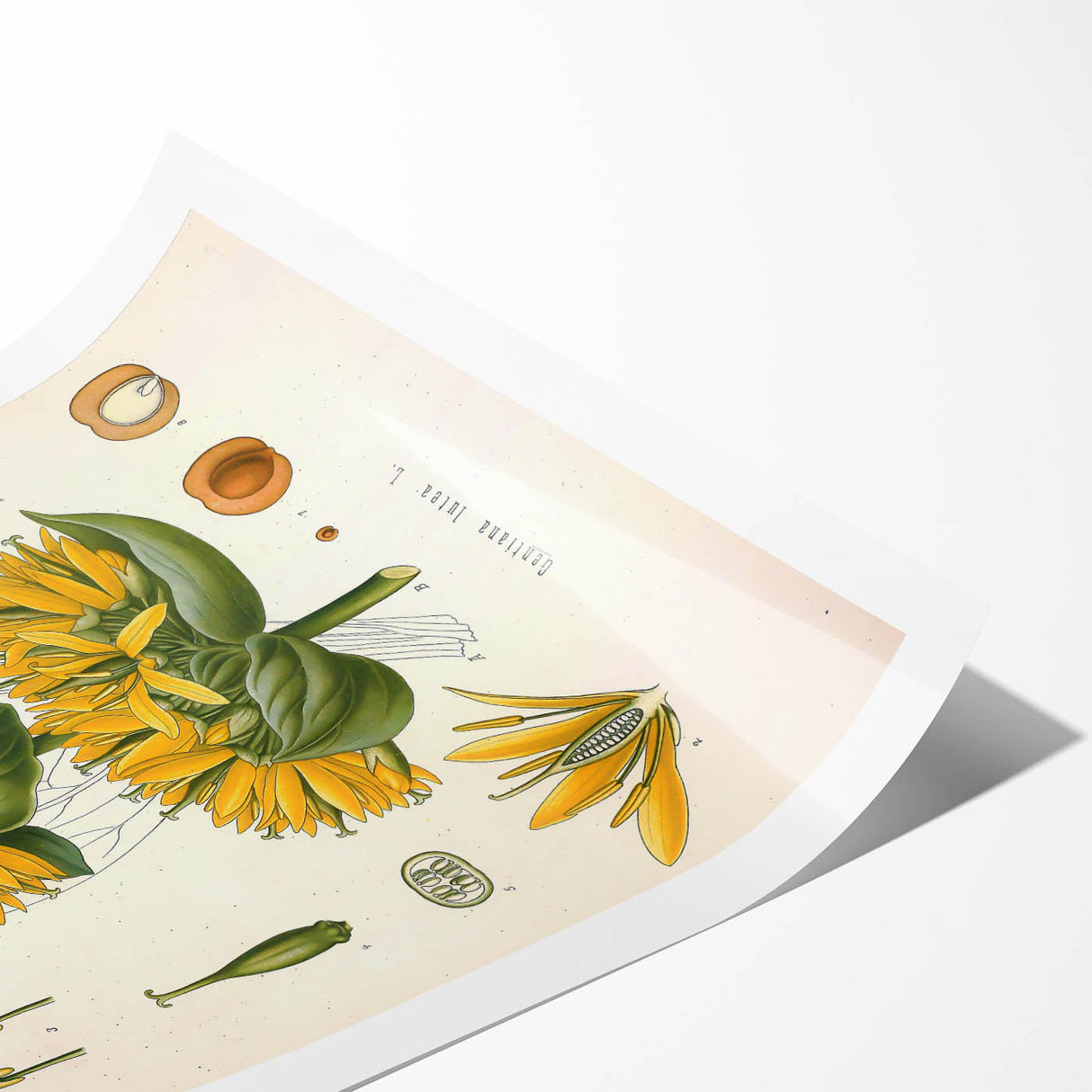 Botanical Art Prints: Gentiana Lutea Vintage Illustration